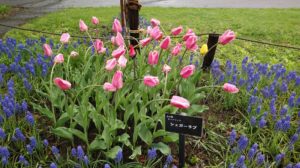 花びらがピンクで縁が薄ピンクの2色になるチューリップ