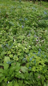 花が終わったカタクリの群生地
