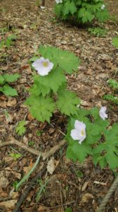 薄紫色のシラネオアイ