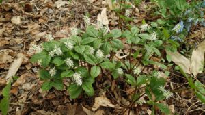 ヒトリシズカの群生