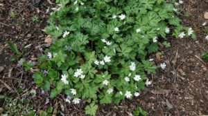 白い花が咲くニリンソウ