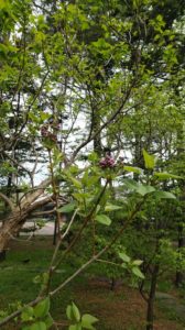 ピンクがかった蕾が上がるライラック