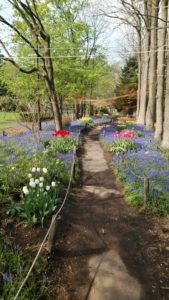 ムスカリが並ぶ中に様々な色のチューリップのブロックが並ぶ。