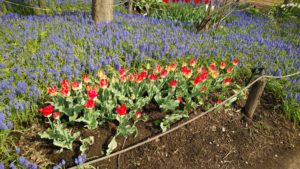 下半分が黄色と上半分が赤の2色咲きのチューリップ