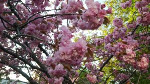 ヤエザクラの花がたくさん咲いて枝が重そう