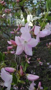 淡いピンクの花のクロフネツツジ
