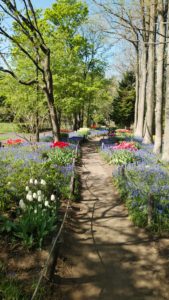 薄紫のムスカリの中にいろんな色のチューリップのブロックが見える