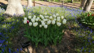 ごく淡いクリーム色で基部に薄いレモン色が入っているチューリップ