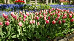 濃いめのピンクの花で、花の先端が白く、フリンジ咲きになっている