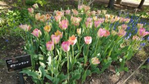 薄めのピンクとグリーンの2色咲きで花弁の中央にグリーンが入る