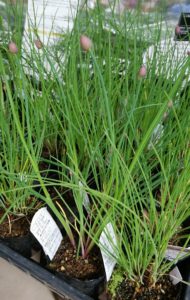 細いネギのようなチャイブ