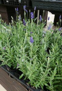 紫の蕾が付くラベンダー