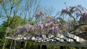 紫の花が垂れ下がるフジ