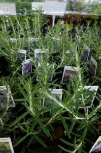 針のように細い葉を付けるローズマリー