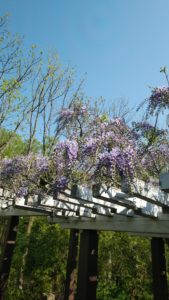 棚の上にフジの薄紫の房がたくさん下がっている