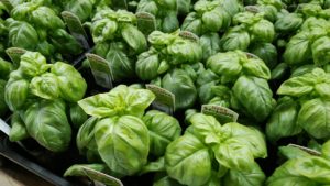 柔らかい葉が付くバジル