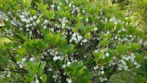 白い鈴のような小さな花を付けるドウダンツツジ