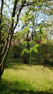 緑の蕾がぶら下がるキングサリ