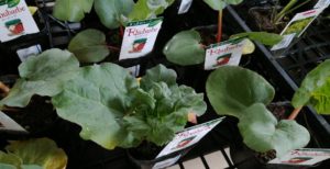 大きく葉を広げたルバーブ