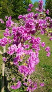 明るい紫色の花を咲かせるエゾムラサキツツジ