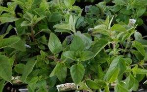 緑の大きな葉を付けるオレガノ