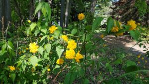 黄オレンジ色の花びらが幾重にも重なる八重咲ヤマブキ