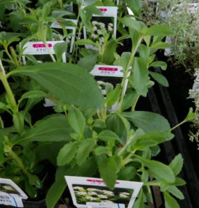 こんもり茂ったステビア