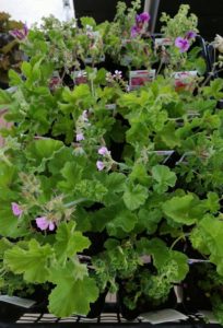 ピンクの花が咲くセンテッドゼラニウム