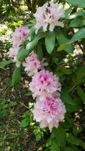 薄ピンクの花が咲くシャクナゲ