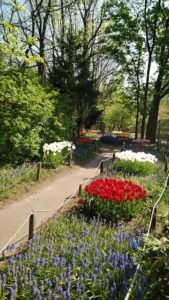 色とりどりのチューリップが咲くムスカリの小径