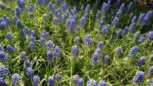 咲き終わりに近づくムスカリ