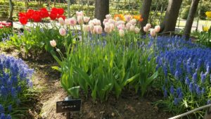 白に薄ピンクのストライプが入るチューリップ