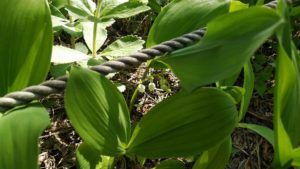 小さな白い花を付けるスズラン