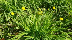 蕾が黄色に色付くニッコウキスゲ