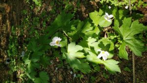 白く色が抜けたシラネアオイ