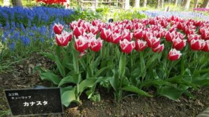 赤い花びらに白の縁どりが入るチューリップ