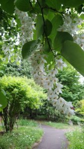 5/30園内開花情報