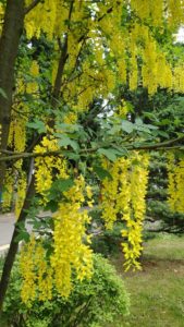 黄色い小花が房になって垂れ下がるキングサリ