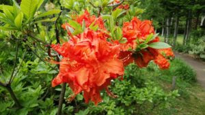 鮮やかなオレンジの花が咲く