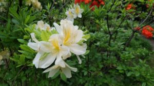 白地に真ん中が黄色の花