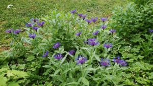 紫の細い花弁がパッと開く