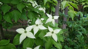 白の星型のガクの真ん中に花が咲く