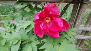 真っ赤で大きな花が開く