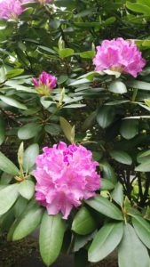 玉状に咲くシャクナゲ