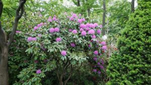 紫ピンクの花が樹全体に咲く