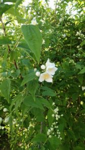 梅の花のように白い花を咲かせる