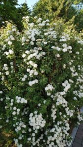 白い小花が樹全体を覆う