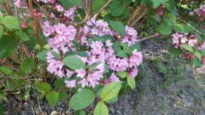 ピンクの花を咲かせる