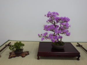 一重の赤紫色の花が満開のタンナゲンカイツツジの一席