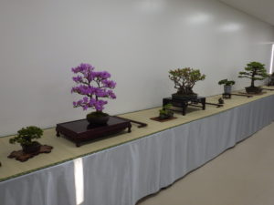針葉樹や花木、春の野草の大小の盆栽が席飾りで展示されている